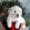 Image of Gracie, a Golden Retriever puppy