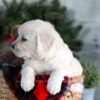 Image of Gracie, a Golden Retriever puppy