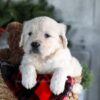 Image of Gracie, a Golden Retriever puppy