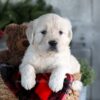 Image of Gracie, a Golden Retriever puppy