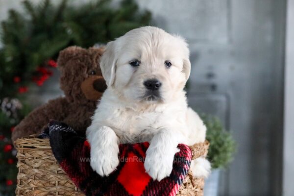 Image of Gracie, a Golden Retriever puppy