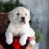 Image of Gracie, a Golden Retriever puppy