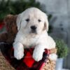 Image of Gracie, a Golden Retriever puppy