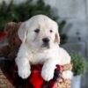 Image of Gracie, a Golden Retriever puppy