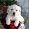 Image of Gracie, a Golden Retriever puppy