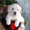 Image of Gracie, a Golden Retriever puppy