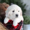 Image of Grant, a Golden Retriever puppy