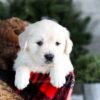 Image of Grant, a Golden Retriever puppy