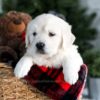 Image of Grant, a Golden Retriever puppy