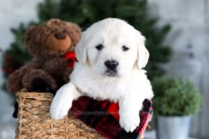 Image of Grant, a Golden Retriever puppy