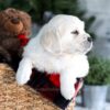 Image of Grant, a Golden Retriever puppy