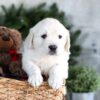 Image of Grant, a Golden Retriever puppy