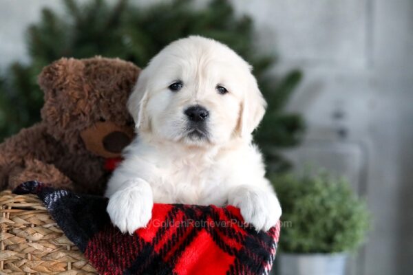 Image of Gretta, a Golden Retriever puppy