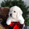 Image of Gretta, a Golden Retriever puppy