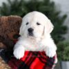 Image of Gretta, a Golden Retriever puppy