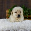 Image of Griffen, a Golden Retriever puppy