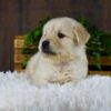 Image of Griffen, a Golden Retriever puppy