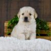 Image of Griffen, a Golden Retriever puppy