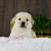 Image of Griffen, a Golden Retriever puppy