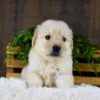 Image of Griffen, a Golden Retriever puppy