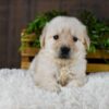 Image of Griffen, a Golden Retriever puppy