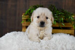 Image of Griffen, a Golden Retriever puppy