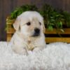 Image of Griffen, a Golden Retriever puppy