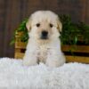 Image of Griffen, a Golden Retriever puppy