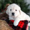 Image of Griffin, a Golden Retriever puppy