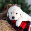 Image of Griffin, a Golden Retriever puppy