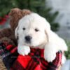 Image of Griffin, a Golden Retriever puppy