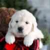 Image of Griffin, a Golden Retriever puppy