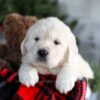 Image of Griffin, a Golden Retriever puppy