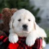 Image of Griffin, a Golden Retriever puppy