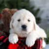 Image of Griffin, a Golden Retriever puppy