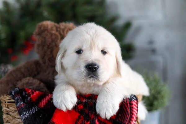 Image of Griffin, a Golden Retriever puppy