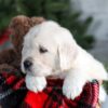 Image of Griffin, a Golden Retriever puppy