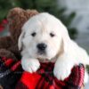 Image of Griffin, a Golden Retriever puppy