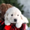 Image of Griffin, a Golden Retriever puppy