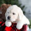 Image of Griffin, a Golden Retriever puppy