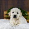 Image of Gus, a Golden Retriever puppy