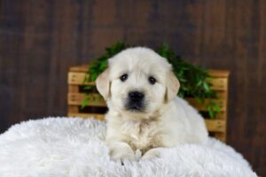 Image of Gus, a Golden Retriever puppy