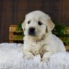 Image of Gus, a Golden Retriever puppy