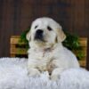 Image of Gus, a Golden Retriever puppy