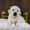 Image of Gus, a Golden Retriever puppy