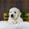 Image of Gus, a Golden Retriever puppy