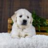 Image of Gus, a Golden Retriever puppy