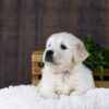 Image of Gus, a Golden Retriever puppy