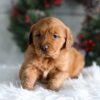 Image of Heidi, a Golden Retriever puppy