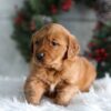 Image of Heidi, a Golden Retriever puppy